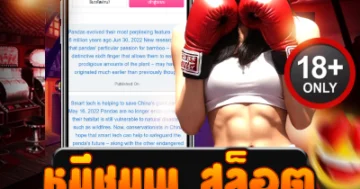 หมีชมพู สล็อต เดือดทุกเบท แตกแรงทุกเกม ลุ้นมันส์ไม่มีพัก!